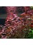 Özden Aquatics 1 Saksı Ludwigia Mini Super Red Canlı Akvaryum Bitkisi 2