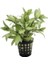1 Saksı Hygrophila Rosanervis Canlı Akvaryum Bitkisi 1