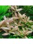 1 Saksı Hygrophila Rosanervis Canlı Akvaryum Bitkisi 3