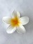 2 Li Lotus Çiçeği Mandal Toka 8,5 Cm(Beyaz-Yavruağzı) 3