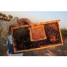 Sedef Beekeeping Profosyonel Ana Arı ve Süt Üretim Seti, 02080