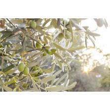 Sevinç Teyze Zeytin Yaprağı 50  gr