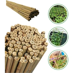 Doğa Fidancılık 20 Adet Bambu Bitki Fidan Destek Çubuğu 190 - 200 Cm
