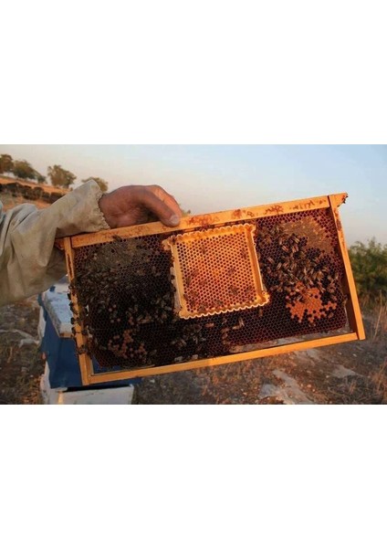 Sedef Beekeeping Profosyonel Ana Arı ve Süt Üretim Seti, 02080