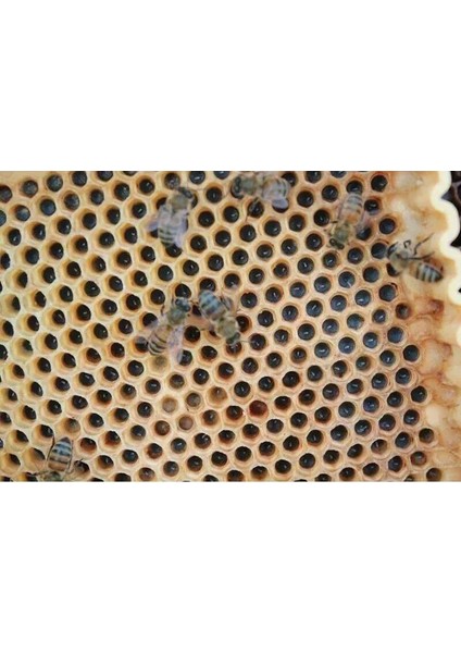 Sedef Beekeeping Profosyonel Ana Arı ve Süt Üretim Seti, 02080