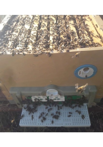 Sedef Beekeeping Plastik Termo Kovan 2 Katlı 10 Çerçevelik 04012