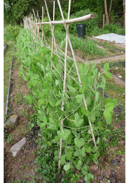 30 Adet Bambu Bitki Fidan Destek Çubuğu 190 - 200 Cm