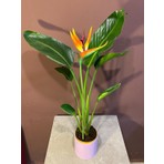 Starliçe Çiçekli Cennet Kuşu,turna Gagası 60-90 cm