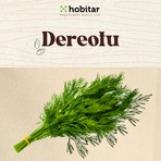 Genta Hobitar Dereotu Tohumu