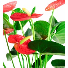 Nema Bahçe Antoryum - Anthurium Beyaz Nora