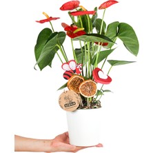 Nema Bahçe Antoryum - Anthurium Beyaz Nora