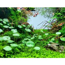 Özden Aquatics 1 Saksı Hydrocotyle Verticillata Canlı Akvaryum Bitkisi
