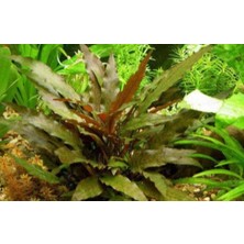 Özden Aquatics 1 Saksı Cryptocoryne Wendtii Brown Canlı Akvaryum Bitkisi