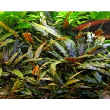 Özden Aquatics 1 Saksı Cryptocoryne Wendtii Brown Canlı Akvaryum Bitkisi