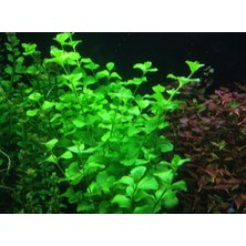 Özden Aquatics 1 Saksı Lysimachia Nummularia (Kokulu Nummularya) Canlı Akvaryum Bitkisi