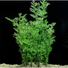 Özden Aquatics 1 Saksı Ceratopteris Thalictroides Canlı Akvaryum Bitkisi