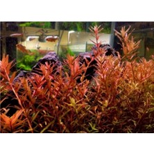 Özden Aquatics 1 Saksı Rotala Indica Red Canlı Akvaryum Bitkisi