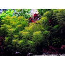 Özden Aquatics 1 Saksı Myriophyllum Mattogrossense Canlı Akvaryum Bitkisi