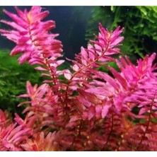 Özden Aquatics 1 Saksı Rotala Macrandra Mini Pink Canlı Akvaryum Bitkisi