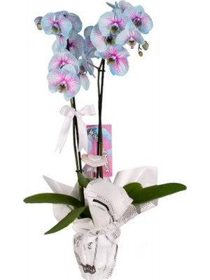 Nema Bahçe Orkide - Mavi Kırçıllı 2  Dal