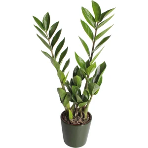Nema Bahçe Zeze Çiçeği - Zamia Zamiifolia Yeşil Nora