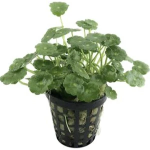 Özden Aquatics 1 Saksı Hydrocotyle Verticillata Canlı Akvaryum Bitkisi