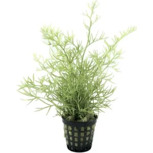 Özden Aquatics 1 Saksı Ceratopteris Thalictroides Canlı Akvaryum Bitkisi