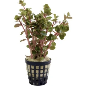 Özden Aquatics 1 Saksı Rotala Indica Red Canlı Akvaryum Bitkisi