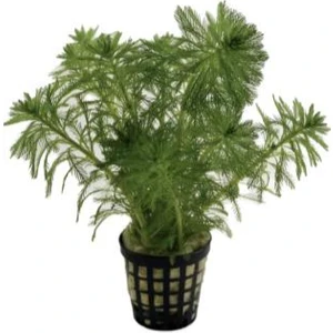 Özden Aquatics 1 Saksı Myriophyllum Mattogrossense Canlı Akvaryum Bitkisi