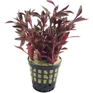 Özden Aquatics 1 Saksı Alternanthera Btz Red Canlı Akvaryum Bitkisi