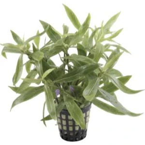 Özden Aquatics 1 Saksı Hygrophila Parawitota Akvaryum Canlı Bitkisi