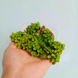 Özden Aquatics 1 Porsiyon Salvinia Cucullata Canlı Akvaryum Bitkisi
