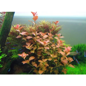 Özden Aquatics 1 Saksı Ludwigia Ovalis (Gül) Canlı Akvaryum Bitkisi