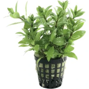 Özden Aquatics 1 Saksı Hygrophila Polysperma Ceylon (Zeytin) Canlı Akvaryum Bitkisi