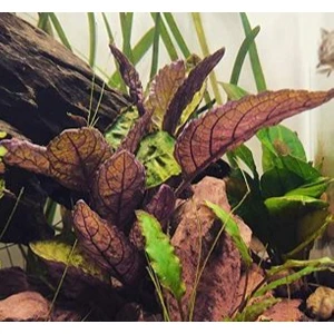Özden Aquatics 1 Saksı Hemigraphis Colorota Canlı Akvaryum Bitkisi