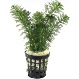 Özden Aquatics Limnophila Sessiliflora (1 Saksı)
