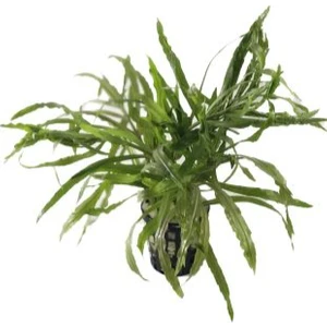 Özden Aquatics 1 Saksı Pogostemon Octopus Akvaryum Canlı Bitki
