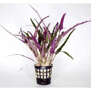 Özden Aquatics Hemigraphis Repanda (1 Saksı)