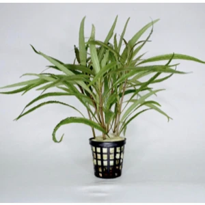 Özden Aquatics Nomaphila Spp ( 1 Saksı )
