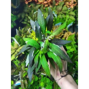 Özden Aquatics Hygrophila Angustifolia Red (Kızıl Tütün)