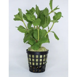 Özden Aquatics 1 Saksı Hygrophila Difformis (Çınar)