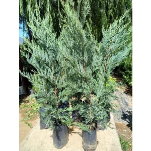 Lala Ahmet Botanik 10 Adet Leylandi Siyah Tüp Torbada Ortalama 80 cm  (Çit Çamı)