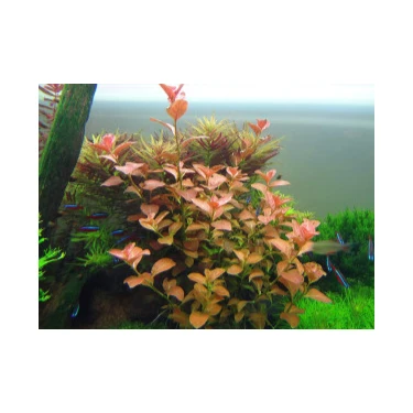 Özden Aquatics 1 Saksı Ludwigia Ovalis (Gül) Canlı Akvaryum