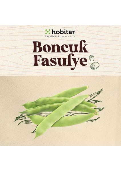 Hobitar Boncuk Fasulye Tohumu