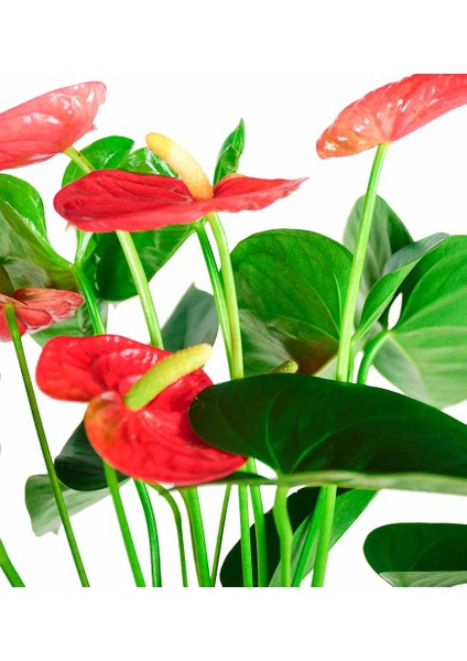 Antoryum - Anthurium Lila Nora fiyatları