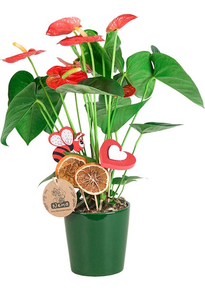 Antoryum - Anthurium Yeşil Nora