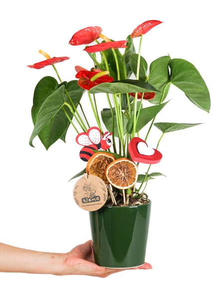 Antoryum - Anthurium Yeşil Nora modelleri
