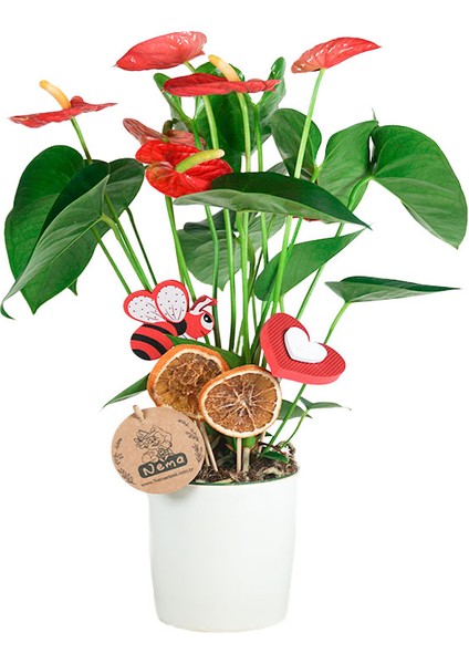 Antoryum - Anthurium Beyaz Nora