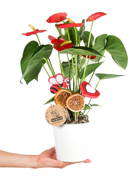 Antoryum - Anthurium Beyaz Nora modelleri