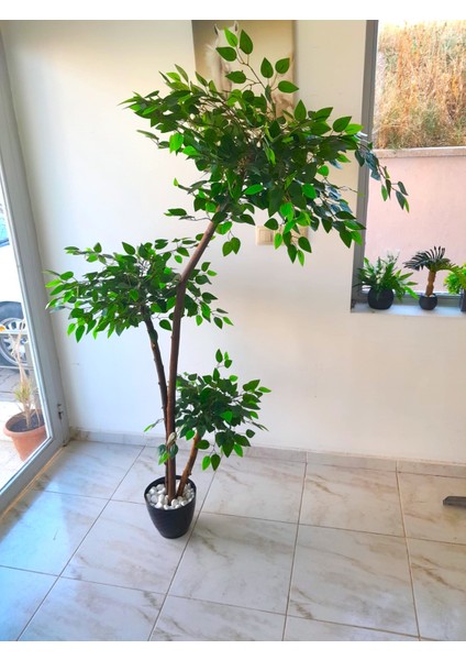 Yapay Benjamin Ağacı 1.70 mt Boy 3 Gövdeli Islak Doku Yeşil Ağaç Ficus Benjamia